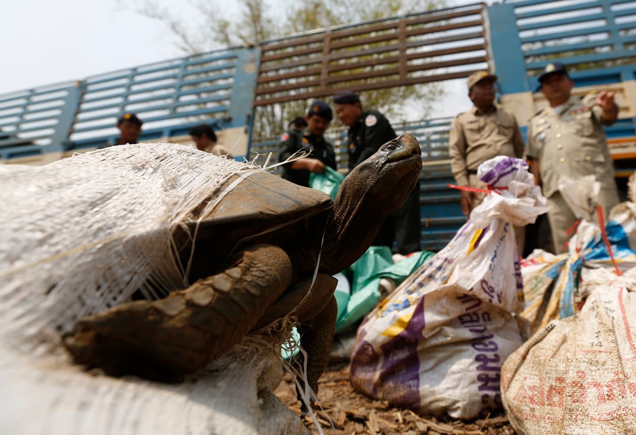 Una tortuga se asoma de una bolsa que los oficiales policiales de Cambodia le entregan a miembros de la ONG WildAid tras quitárselas a traficantes en la provincia Kandal de Cambodia.