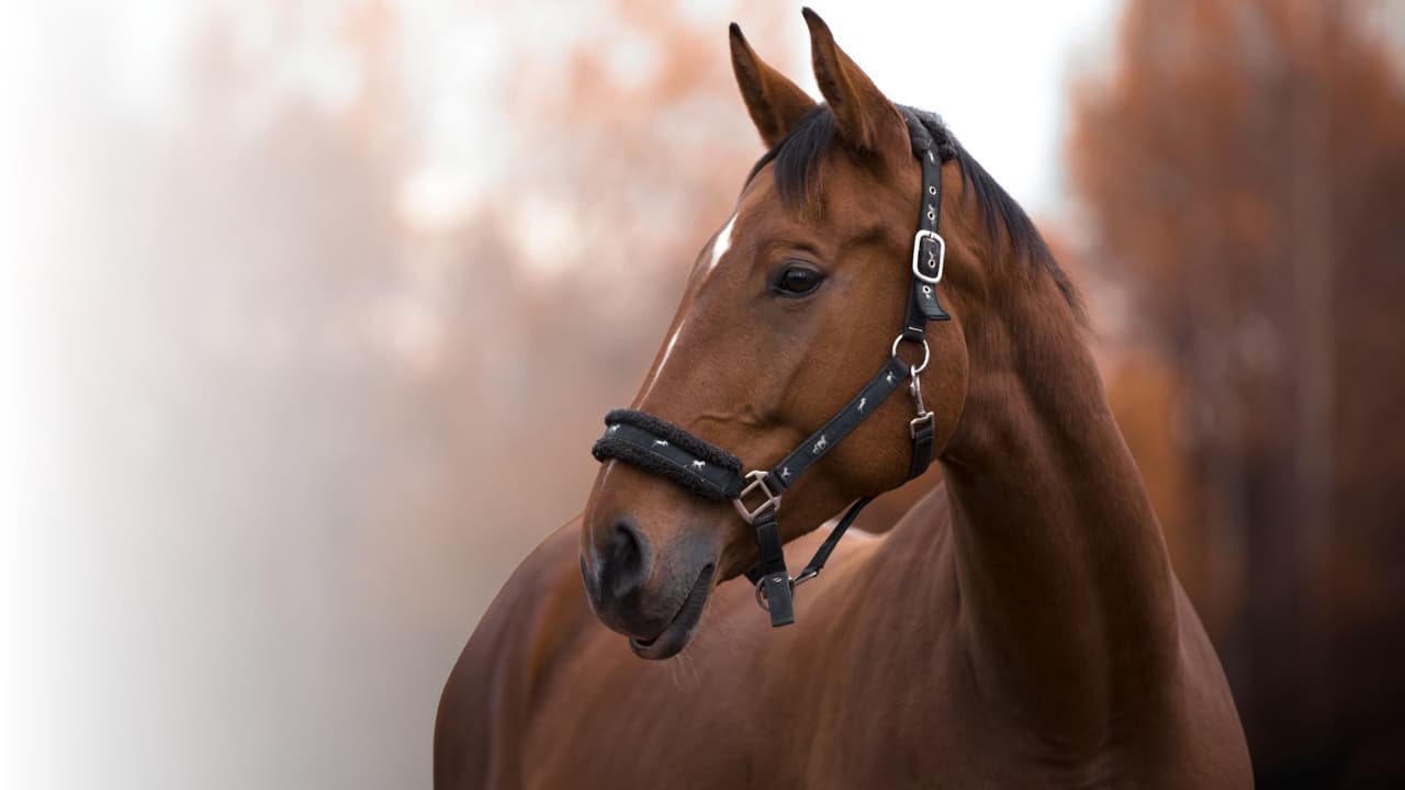 Advierten brote de enfermedad altamente contagiosa en caballos de Texas