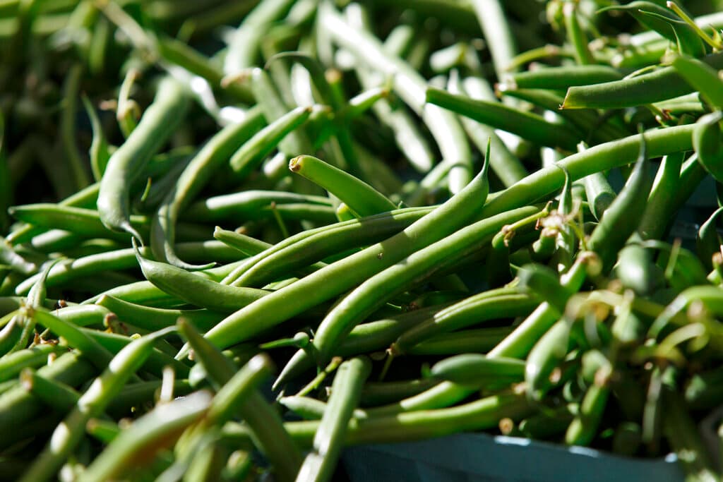 <b>12. Judías verdes: </b>Al igual que los arándanos, las judías verdes son una nueva adquisición de la lista de la 'Docena Sucia' de 2023. Varias muestras de judías verdes analizadas tenían residuos de acefato, un pesticida tóxico, cuyo uso fue prohibido por la EPA hace más de 10 años para las judías verdes cultivadas para la alimentación humana.