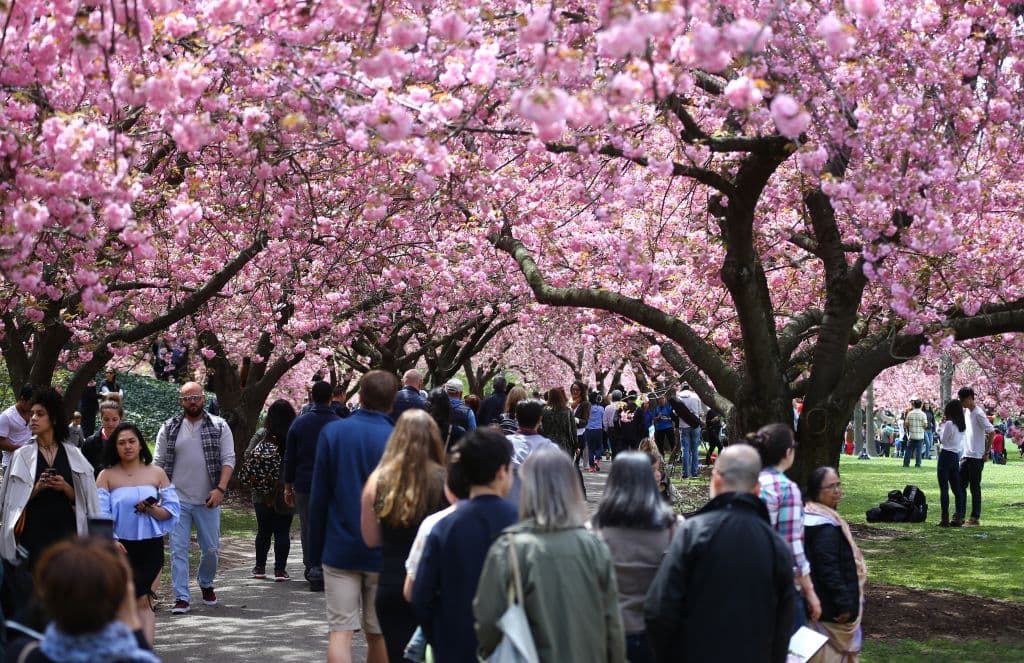 <b>De rigor es caminar por Cherry Walk, </b>un camino serpenteante al este de Cherry Esplanade, con sus hileras dobles de cerezos 'Kanzan' en el extremo norte y una amplia variedad de otros cultivares en al sur.