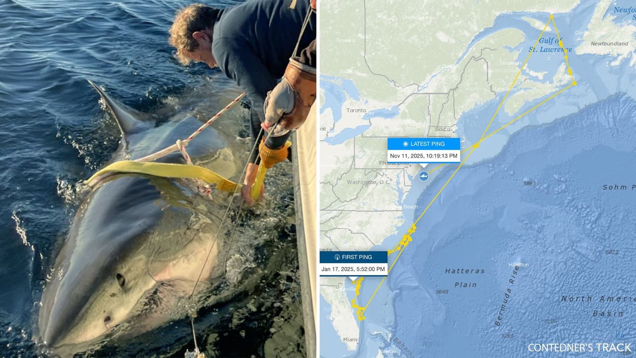 El tiburón blanco más grande del Atlántico aparece frente a costas de Nueva Jersey