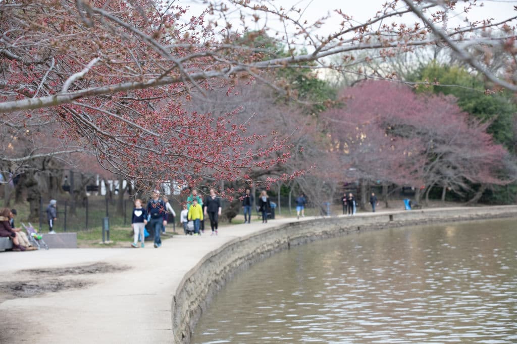 Washington DC recibió en 1912 cerca de 3,000 cerezos de la mano del entonces alcalde de Tokio para celebrar la amistad entre Estados Unidos y Japón. Desde entonces, la tradición de ver los árboles en flor también se celebra en la capital del país.