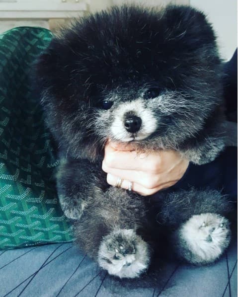 El Pomerania es un maravilloso compañero y Raúl Araiza adora que su pelaje sea tan esponjoso.