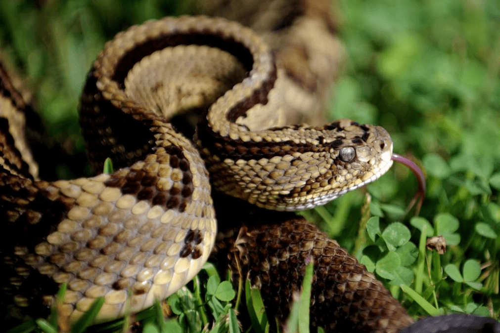 Temporada de serpientes en California: 7 claves para evitar envenenamientos en tus paseos al aire libre 