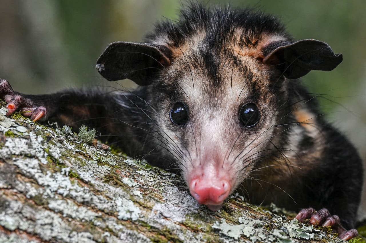 En Colombia, se les conoce como: zarigüeyas, faras o faros, runchos, raposas, chuchas o zorrochuchos.