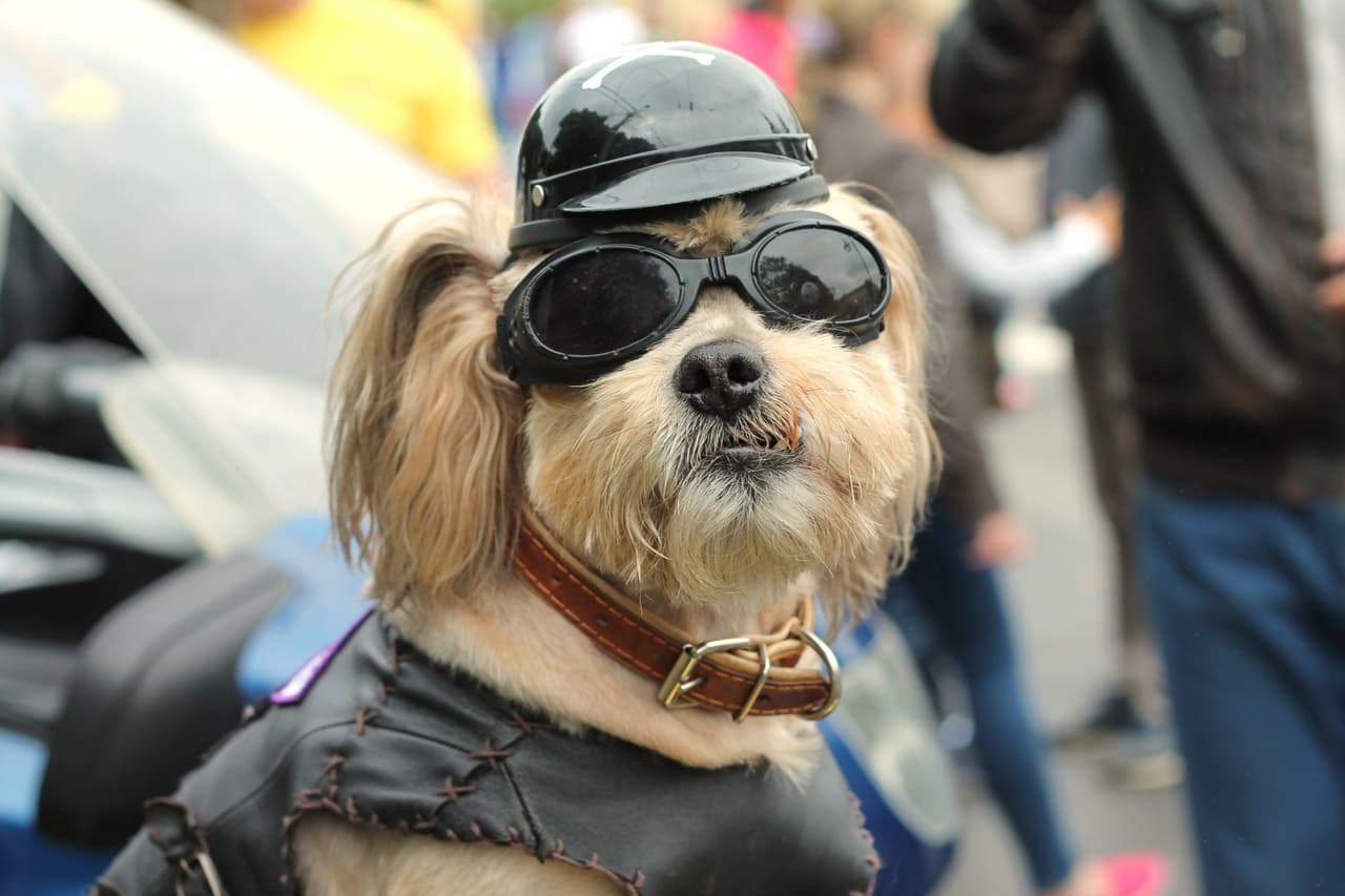Este adorable perrito se ha vuelto una sensación de la internet.