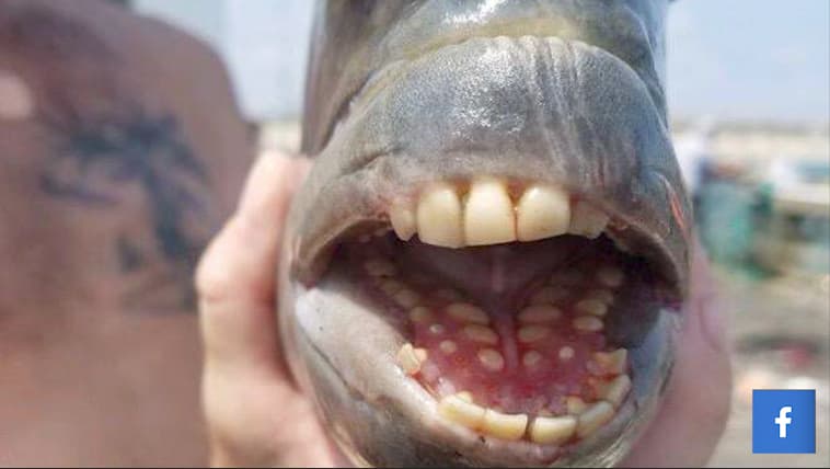 Capturan un pez con 'dientes humanos' en Carolina del Norte y la imagen se hace viral
