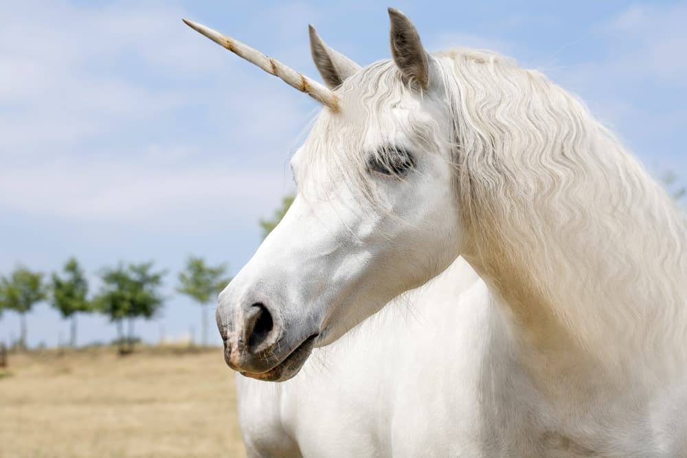 Esto nos lleva a lo que hay detrás de la creencia de la existencia del unicornio. Al buscar el animal que dio origen a la leyenda, varios historiadores lo atribuyen a una especie de rinoceronte ya extinto, el elasmoterio, que habitaba en las regiones hindúes.