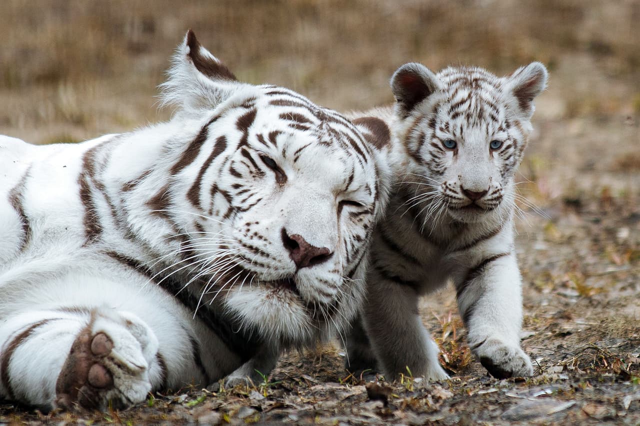 El pequeño tigre hacía travesuras sobre su madre, ¡y no paraba!