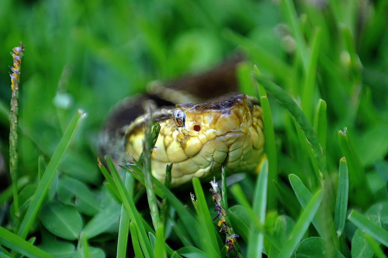 La terciopelo por ejemplo, es un controlador natural de poblaciones de otras especies de animales, incluyendo muchas que causan enormes daños en las actividades productivas del ser humano. Es decir, son aliadas de los productores agrícolas porque les ayudan a controlar plagas de todo tipo de ratas y ratones. Sin ellas, estos pequeños animalitos serían significativamente más abundantes.