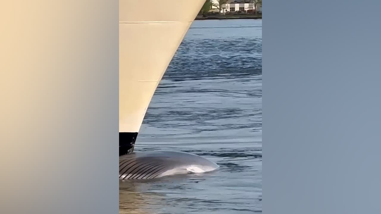 Crucero llega a Nueva York con cadáver de ballena en peligro de extinción pegado a la proa
