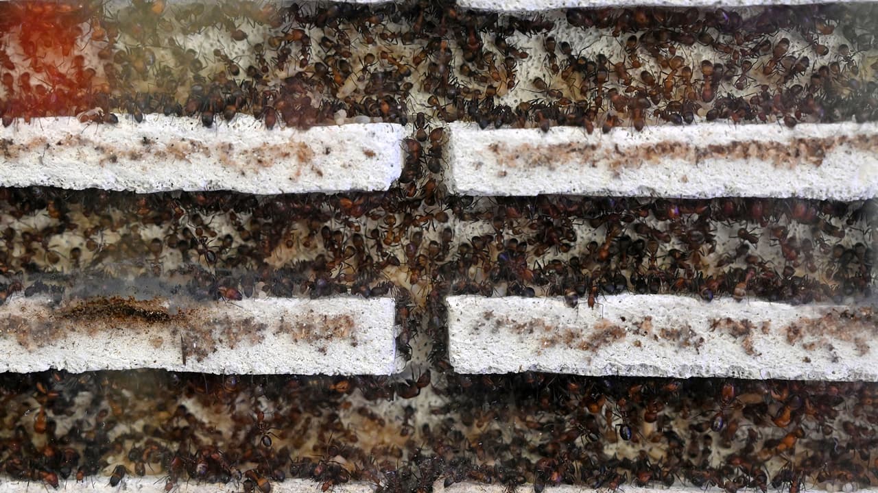 También pican y provocan hinchazón, enrojecimiento, picazón y dolor alrededor del sitio de la picadura. Además, ampollas llenas de pus que duran de 3 a 8 días, según la página de internet de Medline Plus.