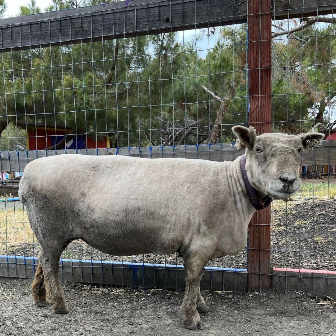Pero los niños, bajo la vigilancia de los voluntarios, pueden acercarse a animales como cobayas, pájaros y conejos.
<br>