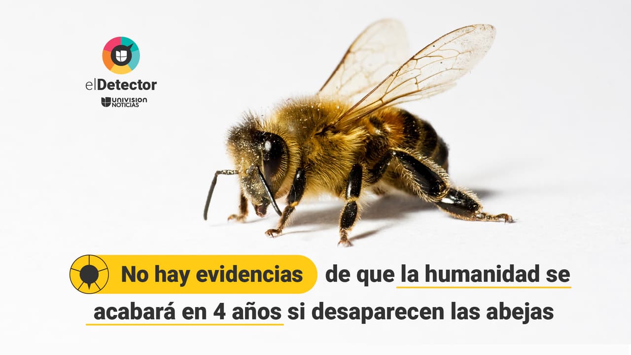 No hay evidencias de que a la humanidad le quedarían cuatro años de vida si desaparecieran las abejas, como indica una afirmación que circula en redes sociales y, sin pruebas, se le atribuye a Albert Einstein. Lee aquí la verificación completa sobre el 
<a href="https://www.univision.com/noticias/diamundialabejas-no-evidencias-humanidad-acaba-4-anos-si-desaparecen-abejas-pero-mundo-si-cambiaria">impacto de una eventual desaparición de las abejas</a> de 
<b>elDetector</b>.