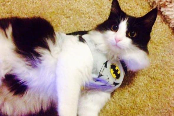 En una de las elecciones más reñidas y anticipadas, los candidatos republicano Doug Ducey y el demócrata Fred Duval esperan los resultados.  