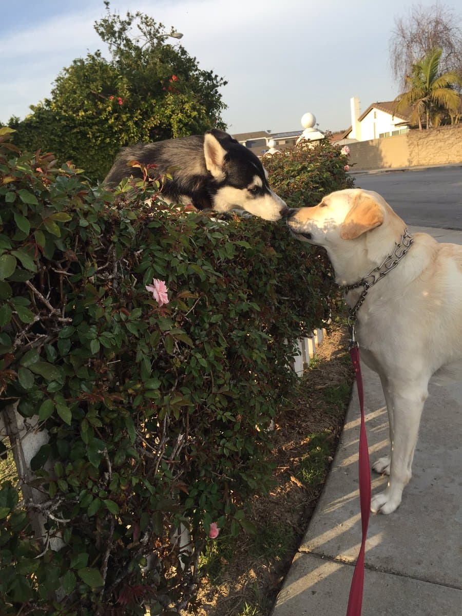 <a href="https://twitter.com/mbeezy69">@<b>mbeezy69:</b></a> "cada vez que llevo mi perro a pasear, se detiene para ver a su amor. Es como Romeo y Julieta". 82 mil retweets.