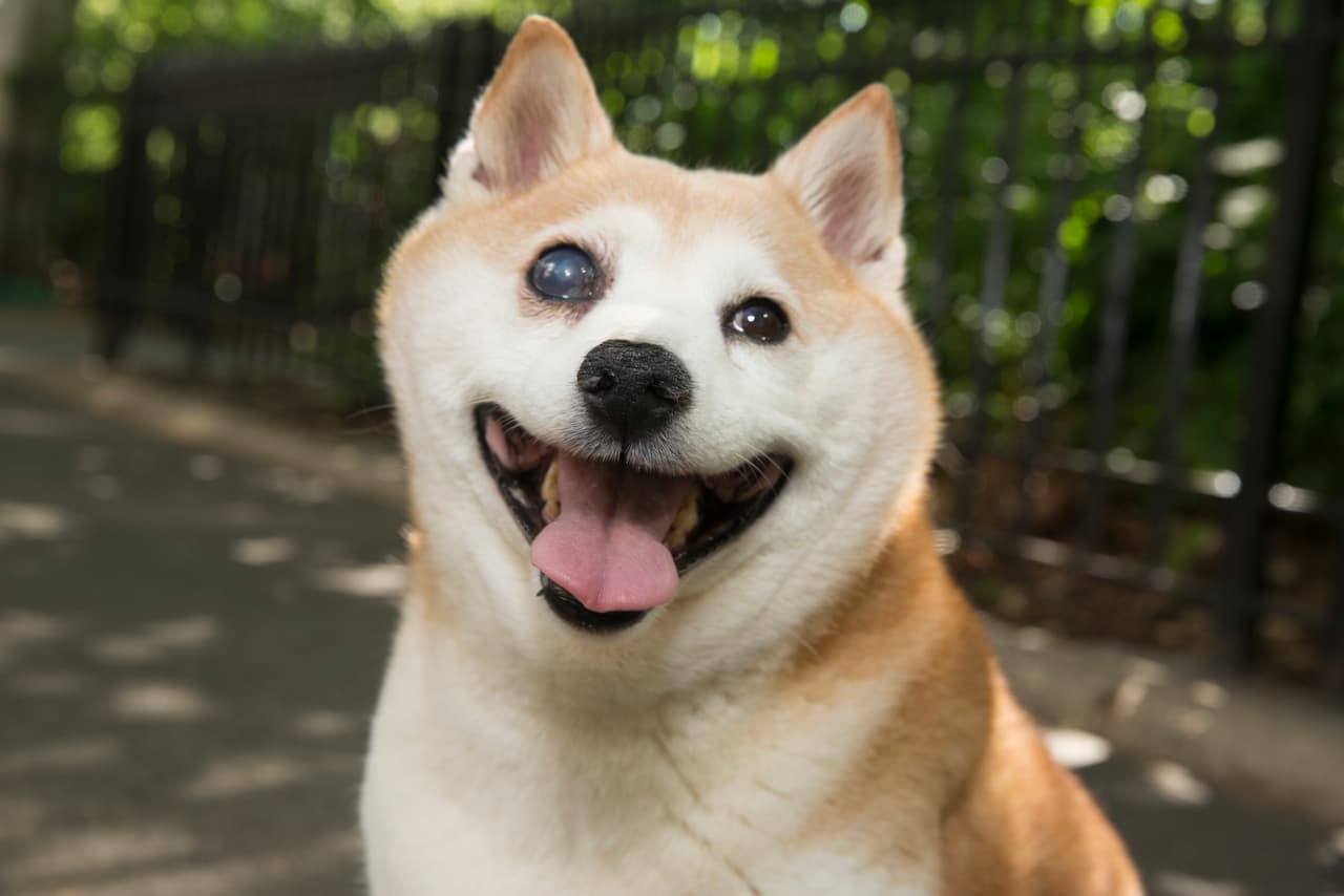 No hay nada que fascine más a la perrita que estar al lado de la pareja, ¡y ellos la complacen en todo por su sonrisa eterna!