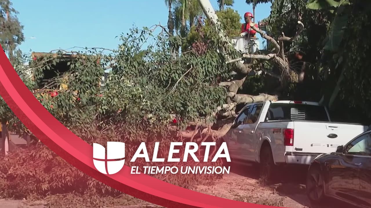 Árboles caídos y posibles apagones: protégete de los efectos de la tormenta invernal en el sur de California
