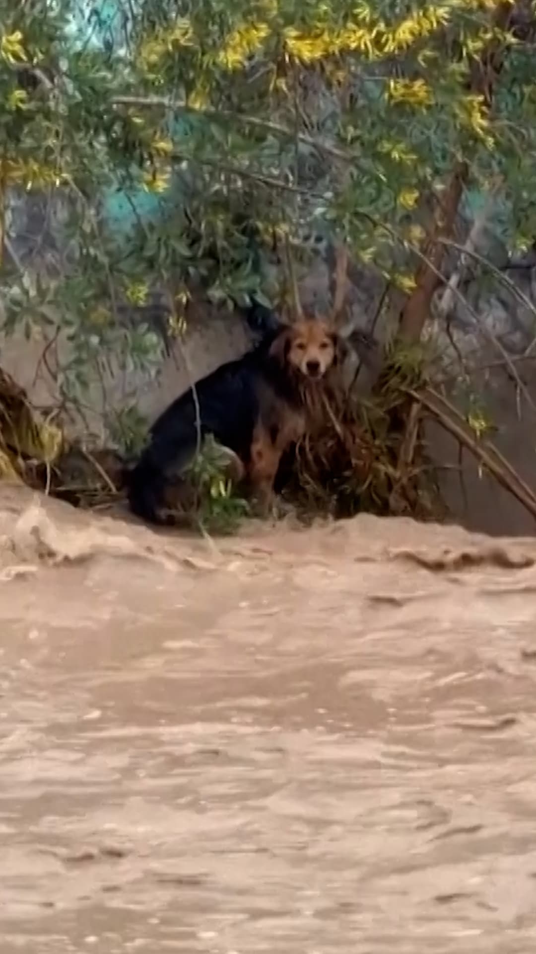 Así rescataron a morocho, un perro callejero en Chile