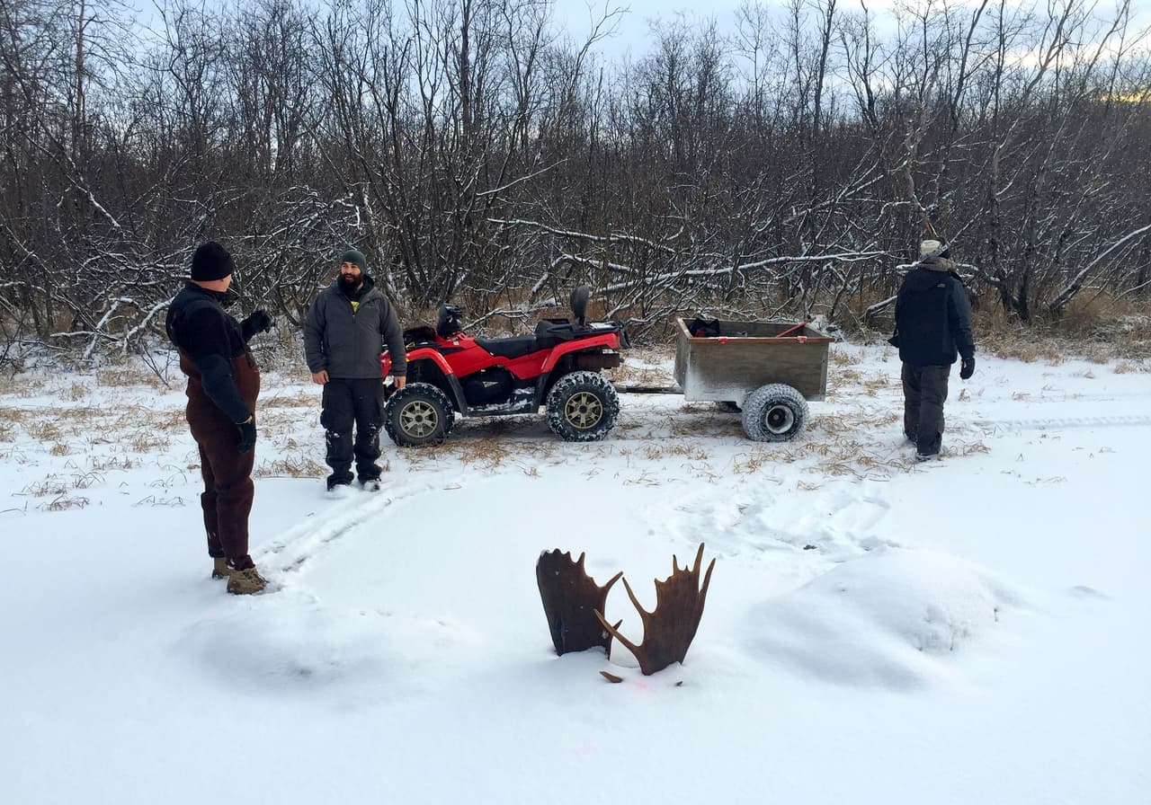 Los dos alces congelados