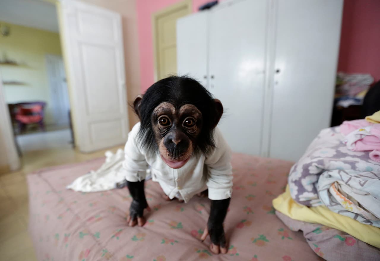 Anumá, aged 10 months crawling on a bed in the Havana home of Cuban biologist Marta Llanes, 62. November 22, 2016.