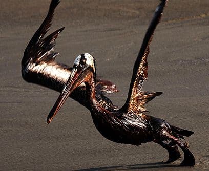 El último vuelo. Un pelícano cubierto de petróleo emprende un pesado vuelo hacia la muerte. Nadie le dijo que tuviera cuidado, que no se acercara al Golfo de México, que se olvidara de su familia y de sus pasado, que se quedara en tierra.Cientos de especies están amenazadas. Los pantanos y la costa sur de Estados Unidos es el mayor corredor de aves migratorias del mundo.