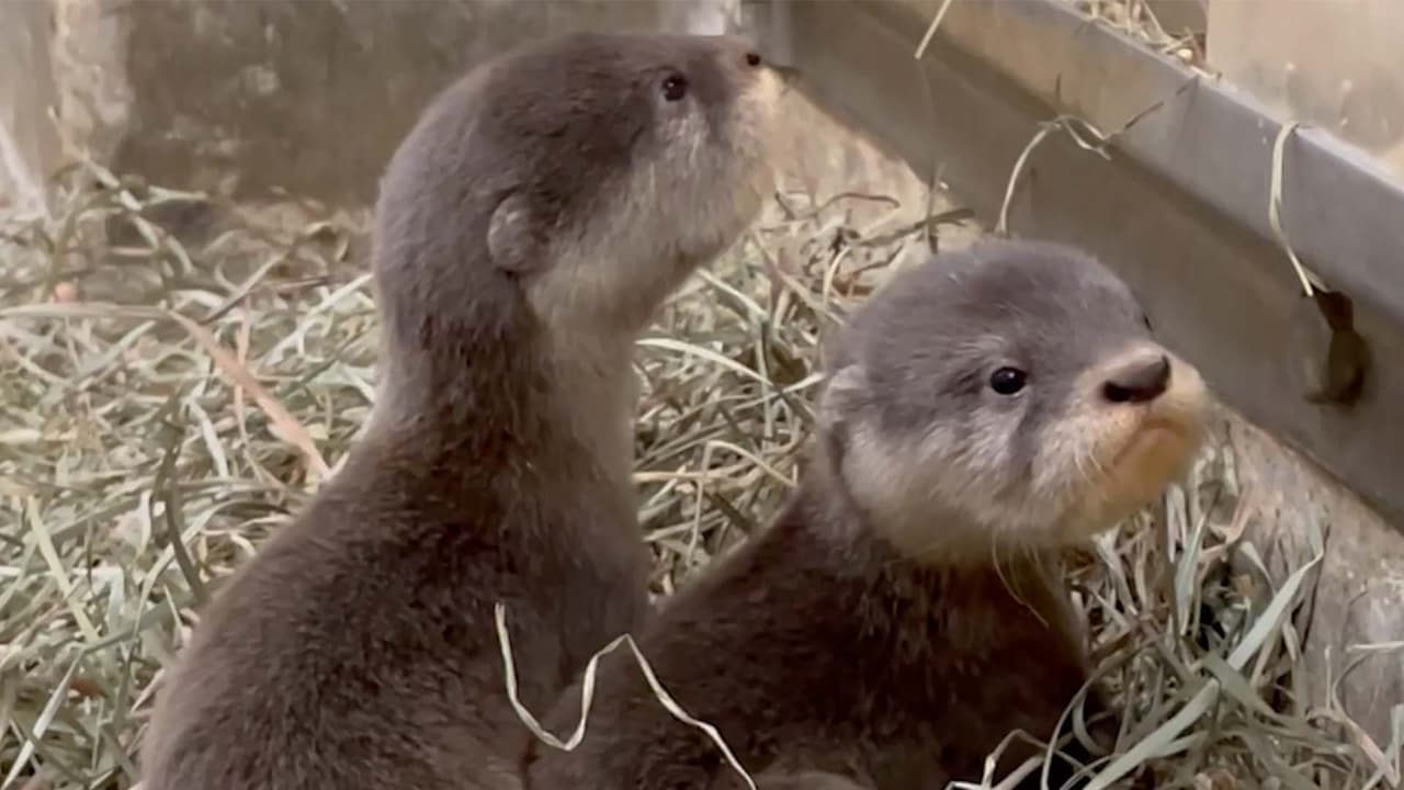 La cigüeña visita el Zoológico de Brookfield: nacen 6 cachorros de nutria