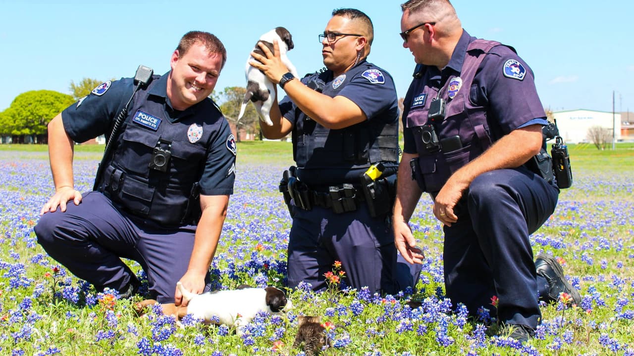 Cumplieron el reto por una buena causa. "Decidimos unirnos al desafío #BackTheBLUEBonnets, pero queríamos asegurarnos de que supieras que nuestro refugio de animales tiene gatitos disponibles para su adopción ahora y tendrá perritos en unas pocas semanas", se lee en el 
<a href="https://twitter.com/TempleTXPolice/status/1113924005008957442" target="_blank">tuit</a> de los agentes de la policía de Temple.