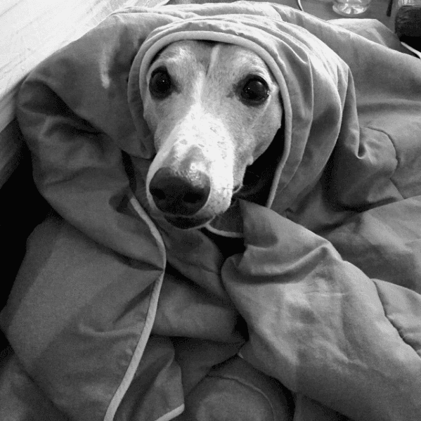 Michel Brown ha dedicado su Instagram a su vida profesional; sin embargo, no ha perdido la oportunidad de presumir algunos momentos con su perro.