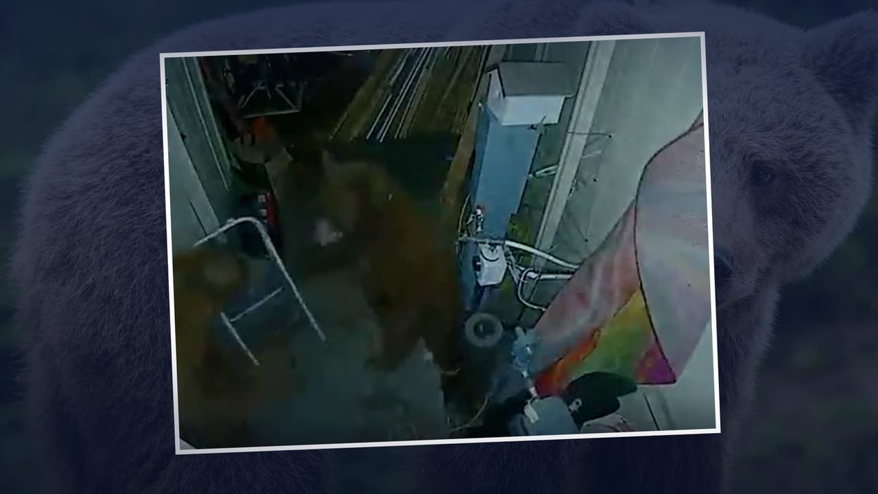 Dos osos son captados en video peleando en la cochera de una casa en California