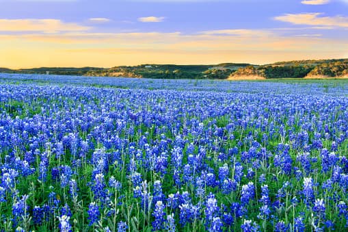 <b>Biblioteca pública Patrick Heath</b> | Si bien encontrarás bluebonnets en varios lugares alrededor de Boerne, subir la colina hasta la biblioteca es genial.
