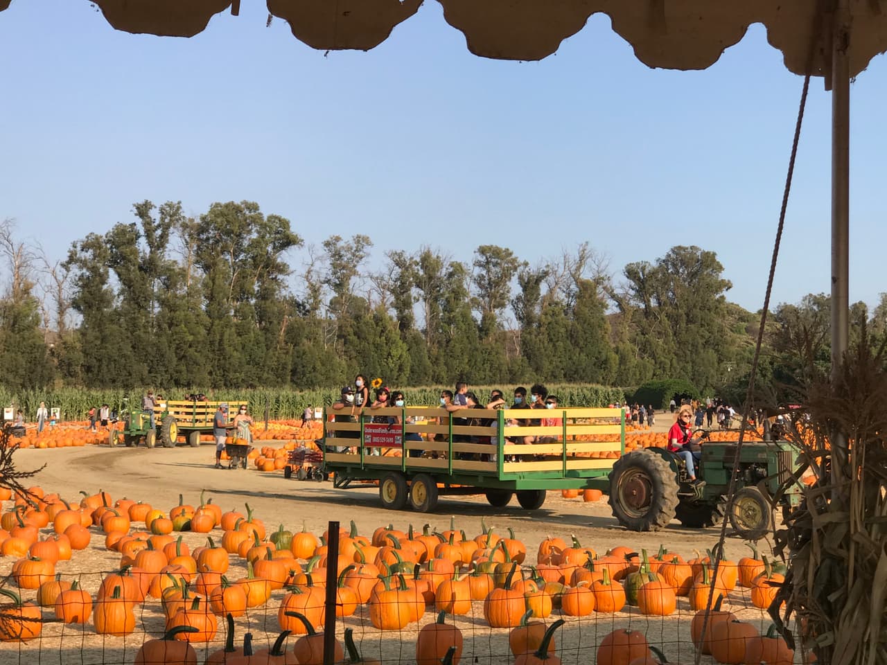En los condados de Los Ángeles, Orange, Riverside, San Bernardino y hasta Ventura este año regresan los populares huertos de calabazas con sus laberintos de maizales, gigantescos girasoles, mini zoológicos, juegos, deliciosa comida y mucha diversión.