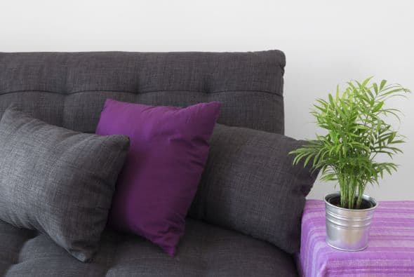 ¿Con o sin maceta? Normalmente cuando adquieres una planta te la dan en una maceta, misma que deberás revisar para saber si cuenta con un drenaje óptimo, de no ser así deberás cambiarla. 
<br>