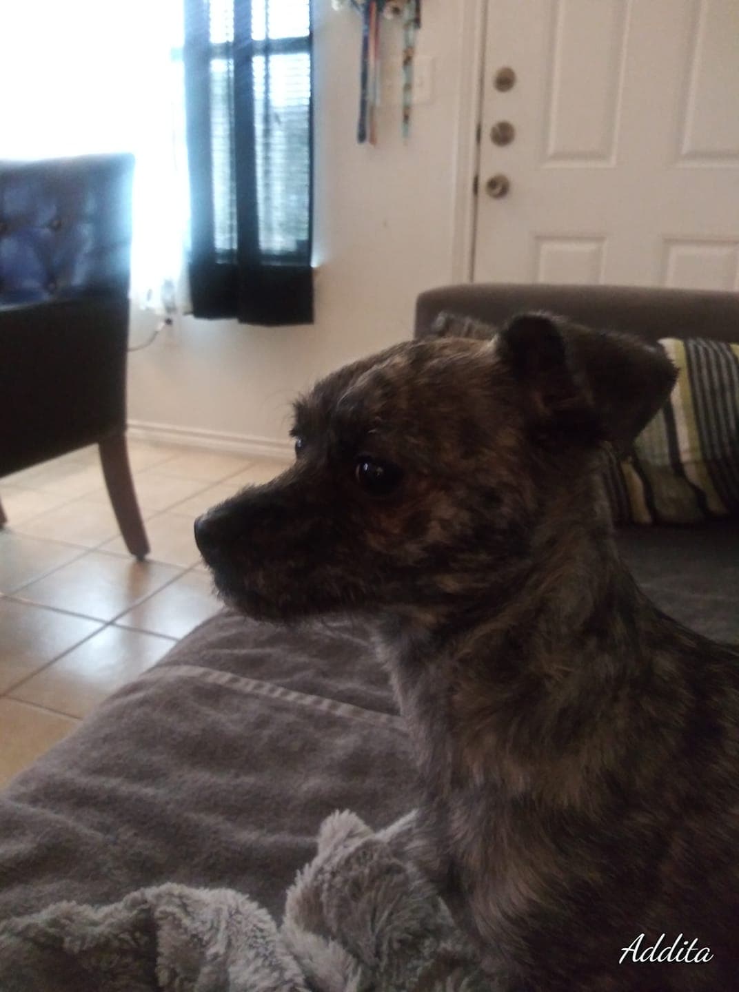 Addita Marquiuuxx nos compartió esta tierna foto de su #hijoperruno.