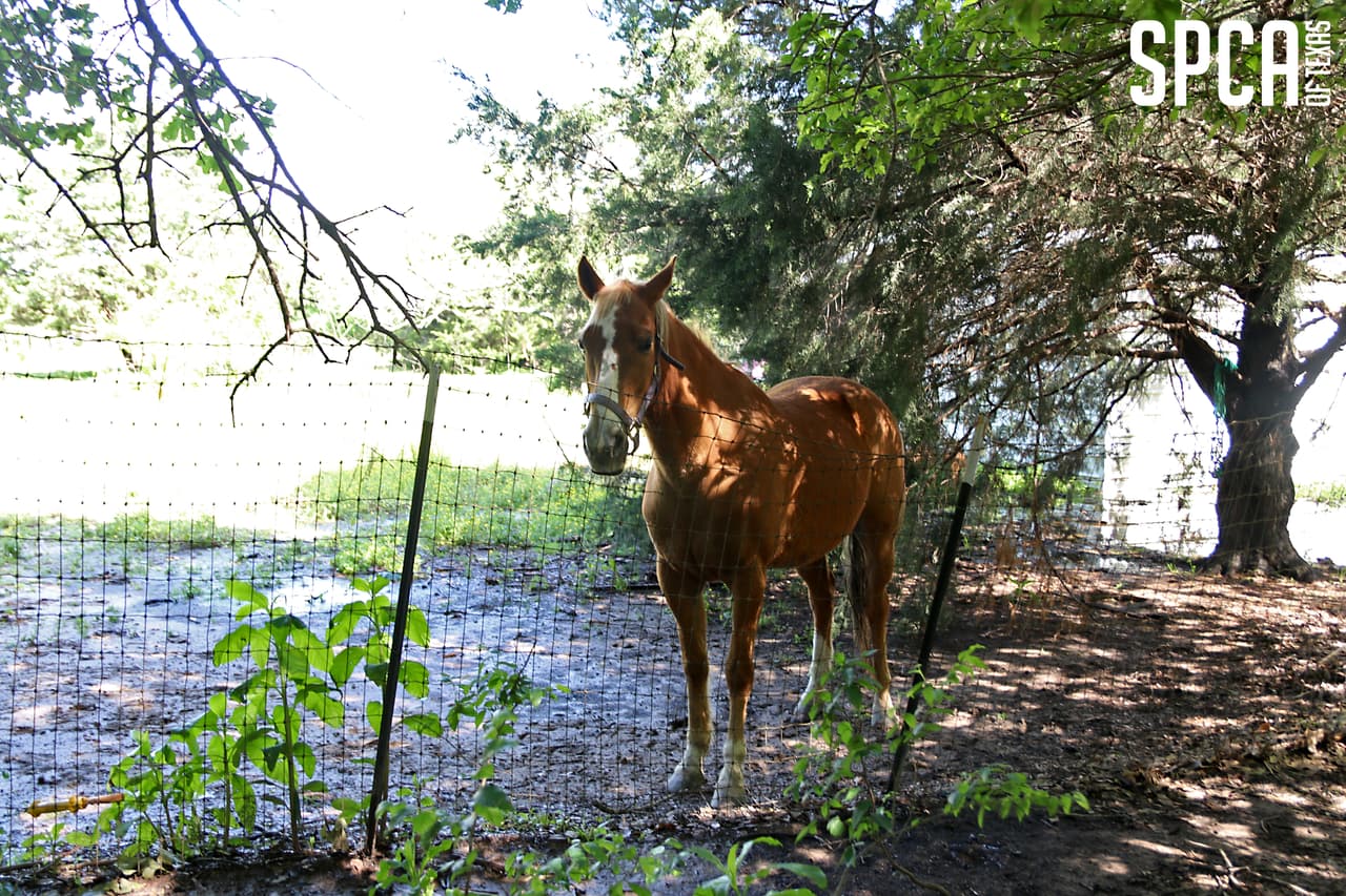 El caballo fue transportado al Centro de Cuidado de Animales Russell H. Perry.