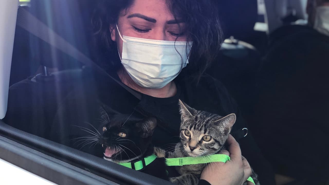 No solo hubo perritos, también llegaron gatitos que necesitaban de comida.