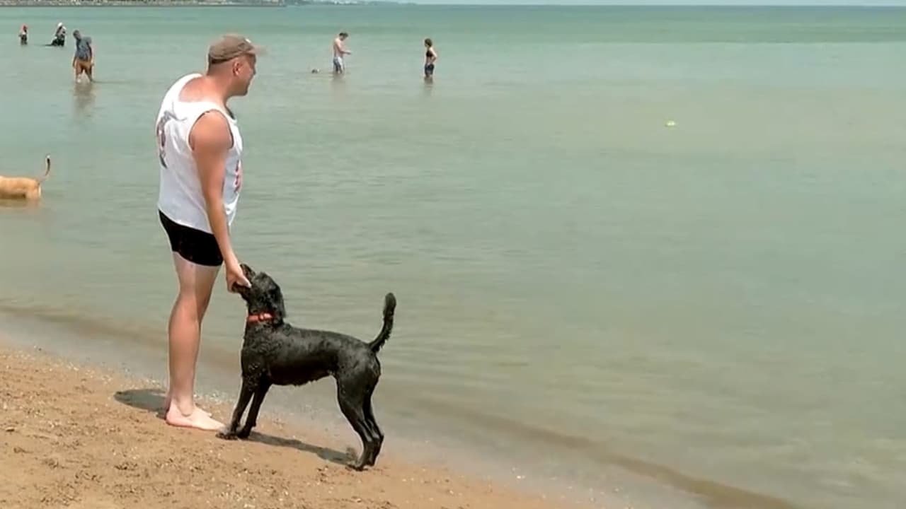 Asegúrate de darle a tu mascota una alfombra que esté fría, e incluso puedes darle juguetes congelados, o sus meriendas.