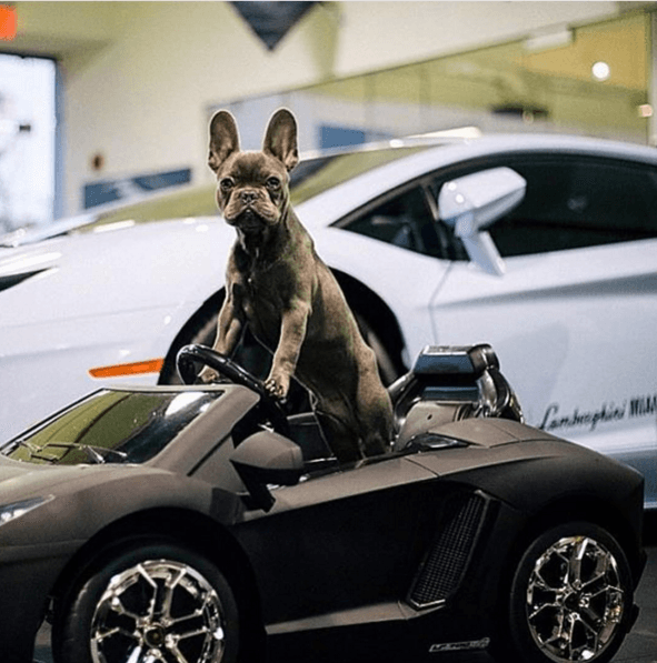 Otro perrito con el mismo gusto que él para los autos.