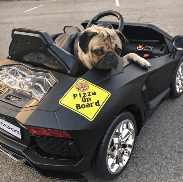 Este pug se está montando en un coche igualito al de Nicky Jam.