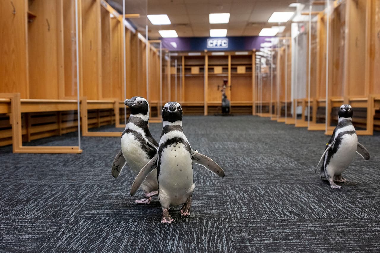 Cuatro pingüinos de Chicago se van de excursión al estadio Soldier Field
