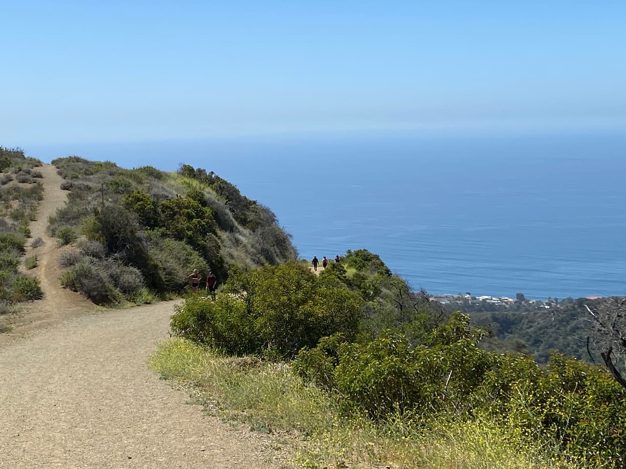 La especie de planta con flores estrechamente relacionada con el género Yucca, es originaria del sur de California, Estados Unidos y Baja California, México.