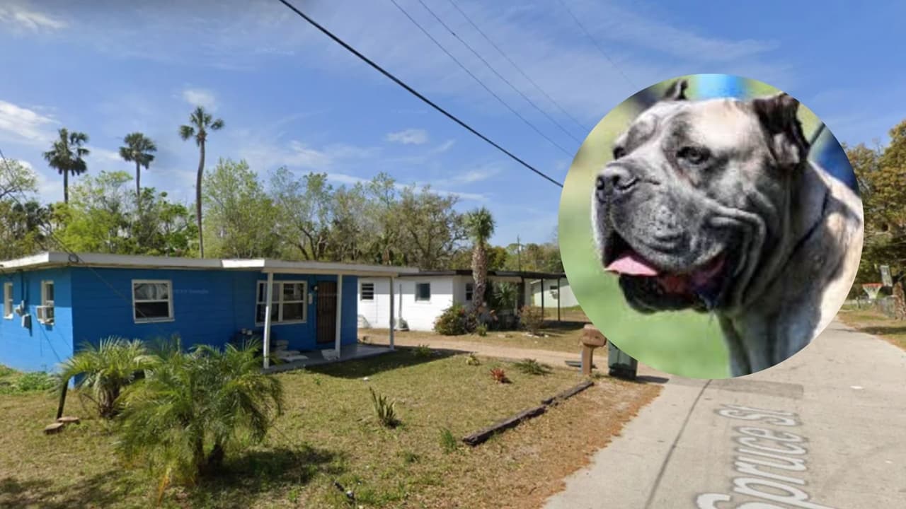 Los cuatro perros, un macho adulto y tres crías, fueron confiscados y permanecerán en cuarentena durante 10 días 
<b>antes de ser sacrificados</b>, según los protocolos locales para ataques fatales a humanos. 
<br>
<br>Investigadores continúan indagando si 
<b>factores externos pudieron contribuir al ataque</b> o si la muerte fue resultado de un episodio médico previo.