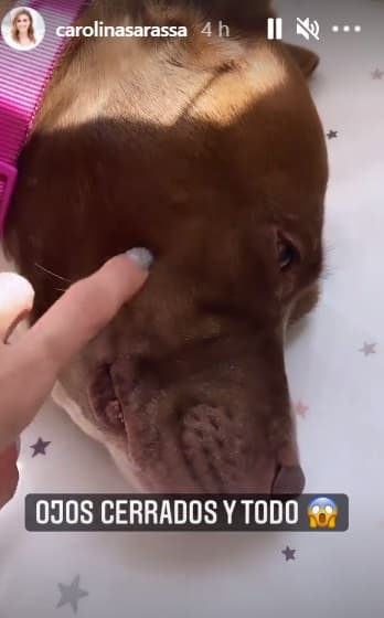 Entre risas, la periodista colombiana compartió el momento en el que su perrita estaba durmiendo como bebé en la recámara de la más pequeña de la casa.