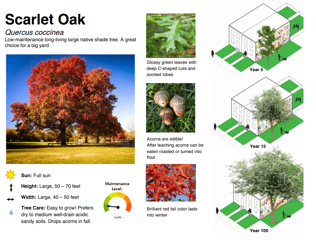 Hay 
<a href="https://treephilly.org/trees-available-s21/" target="_blank">13 especies disponibles</a>, que incluyen todo, desde perales europeos hasta árboles de roble escarlata.
<br>
<br>"Plantar un árbol no solo es una excelente manera para que los habitantes de Filadelfia salgan al aire libre, sino que también es parte de la mejora de la salud pública a largo plazo de nuestras comunidades", dijo la directora ejecutiva de 
<a href="https://myphillypark.org/" target="_blank">Fairmount Park Conservancy</a>, Maura McCarthy.