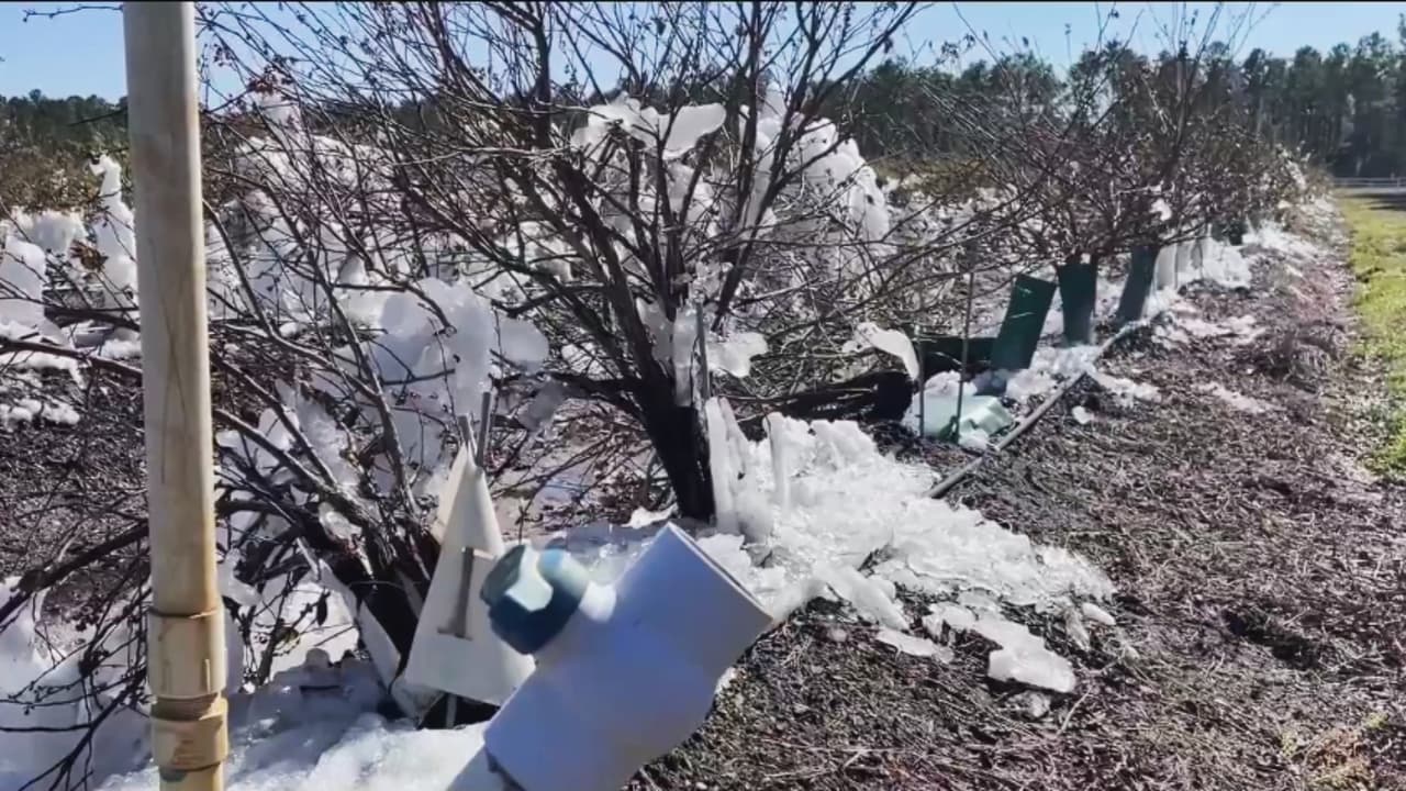Agricultores sufren pérdidas millonarias por frío histórico en Florida Central