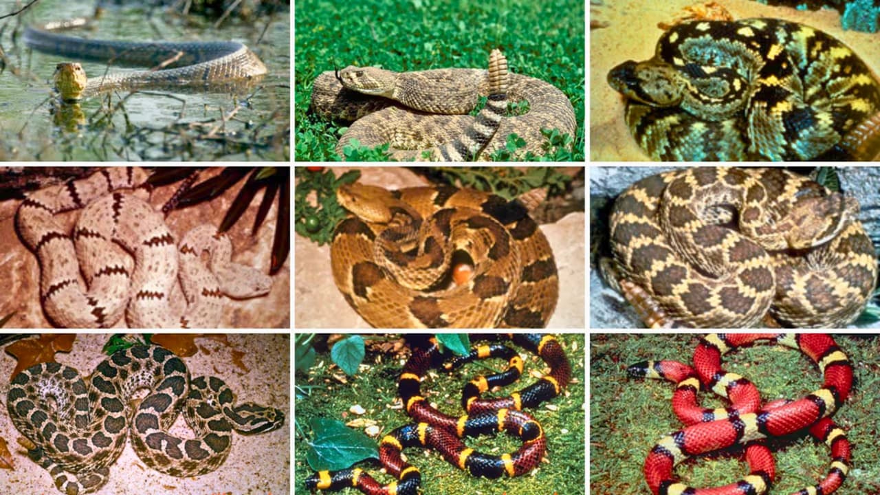<h3 class="cms-H3-H3">Cuáles representan un riesgo real</h3> Texas tiene 
<b>más de 100 especies y subespecies de serpientes,</b> la gran mayoría no es venenosa. 
<br>Según TPWD, 
<b>solo 15 especies tienen veneno que puede representar un peligro</b> para humanos. 
<br>Las que más preocupan se agrupan en cuatro tipos: 
<br>🐍 
<b>Las copperheads</b> suelen aparecer en zonas boscosas, áreas rocosas y bordes de agua. 
<br>🐍 
<b>Los cottonmouths</b> prefieren ambientes húmedos como ríos, estanques y pantanos, sobre todo en el este. 
<br>🐍 
<b>Las coral snakes </b>se concentran en el sureste del estado. 
<br>🐍 
<b>Y las rattlesnakes,</b> el grupo más amplio, están distribuidas en gran parte de Texas. 
<br>El dato clave: las serpientes
<b> no buscan atacar. </b>
<br>La mayoría de las mordeduras ocurre cuando 
<b>alguien intenta manipularlas o las pisa sin verlas.</b>