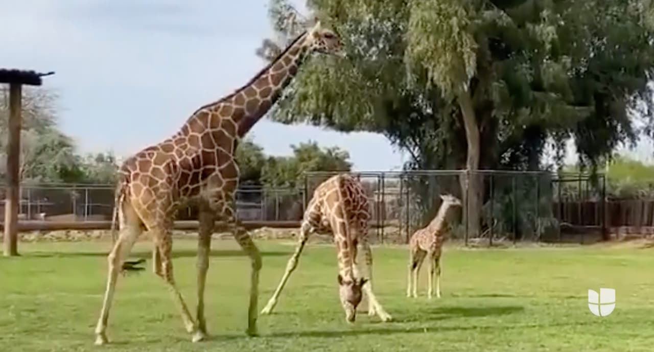 ¡Es una niña! Wildlife World Zoo da la bienvenida a una jirafa