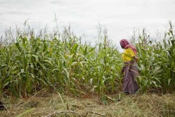 Los cultivos de Sharifa Idd Mumbi han incrementado dramáticamente su rendimiento desde que empezó a usar una semilla de maíz más nueva y tolerante a la sequía. (Foto: cortesía de la Fundación Bill y Melinda Gates)