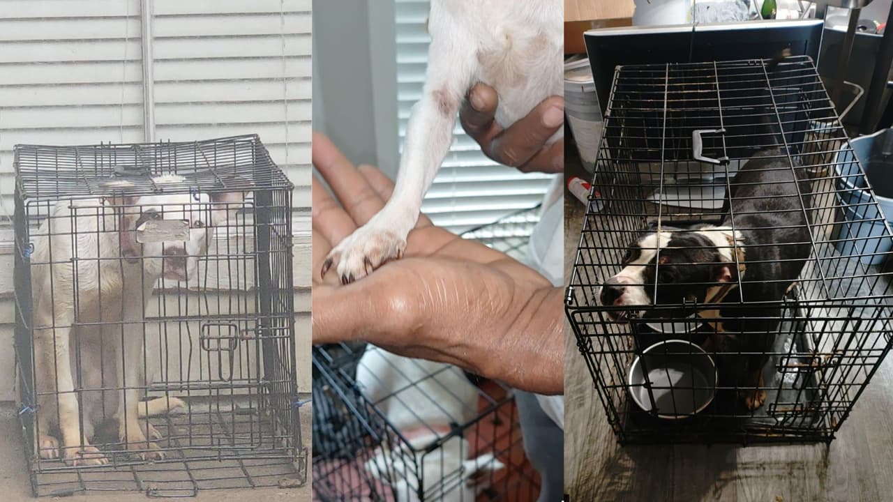 Rescatan a tres perros que vivían entre escombros y charcos de orina en una casa en Texas