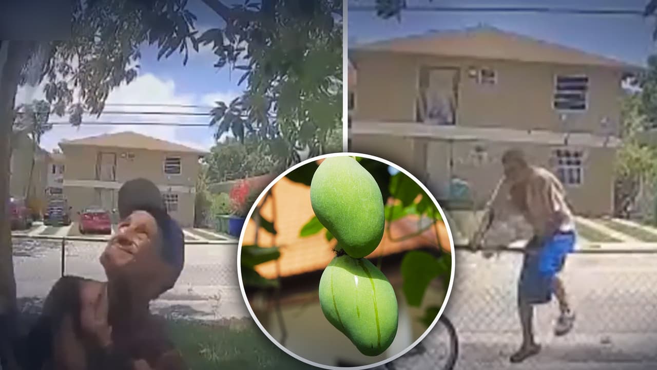 Hombres brincan la barda de una casa en Miami para llevarse mangos del árbol